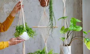Ręcznie robiony kwietnik makrama DIY z białymi doniczkami i zielonymi roślinami.