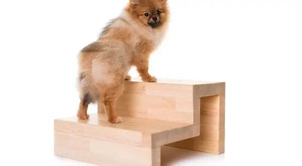 Pies rasy Pomeranian stoi na drewnianych schodkach. To prosty sposób, jak zrobić podest dla psa, by ułatwić mu dostęp do wyższych miejsc.